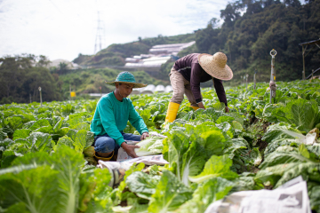 /Agriculture (excl Palm Oil) Sector Policy