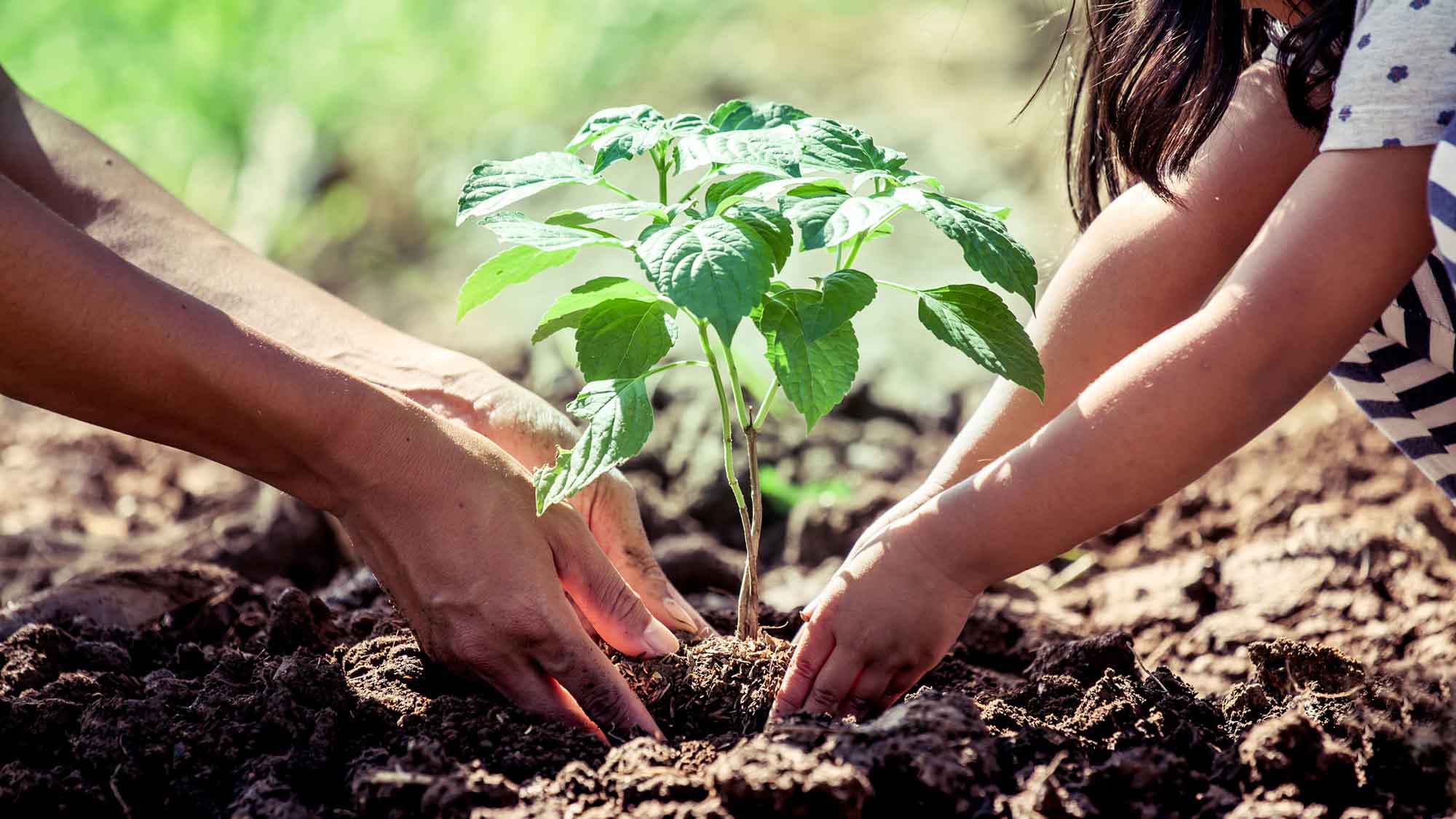 Young girl and adult planting a sapling into the dirt