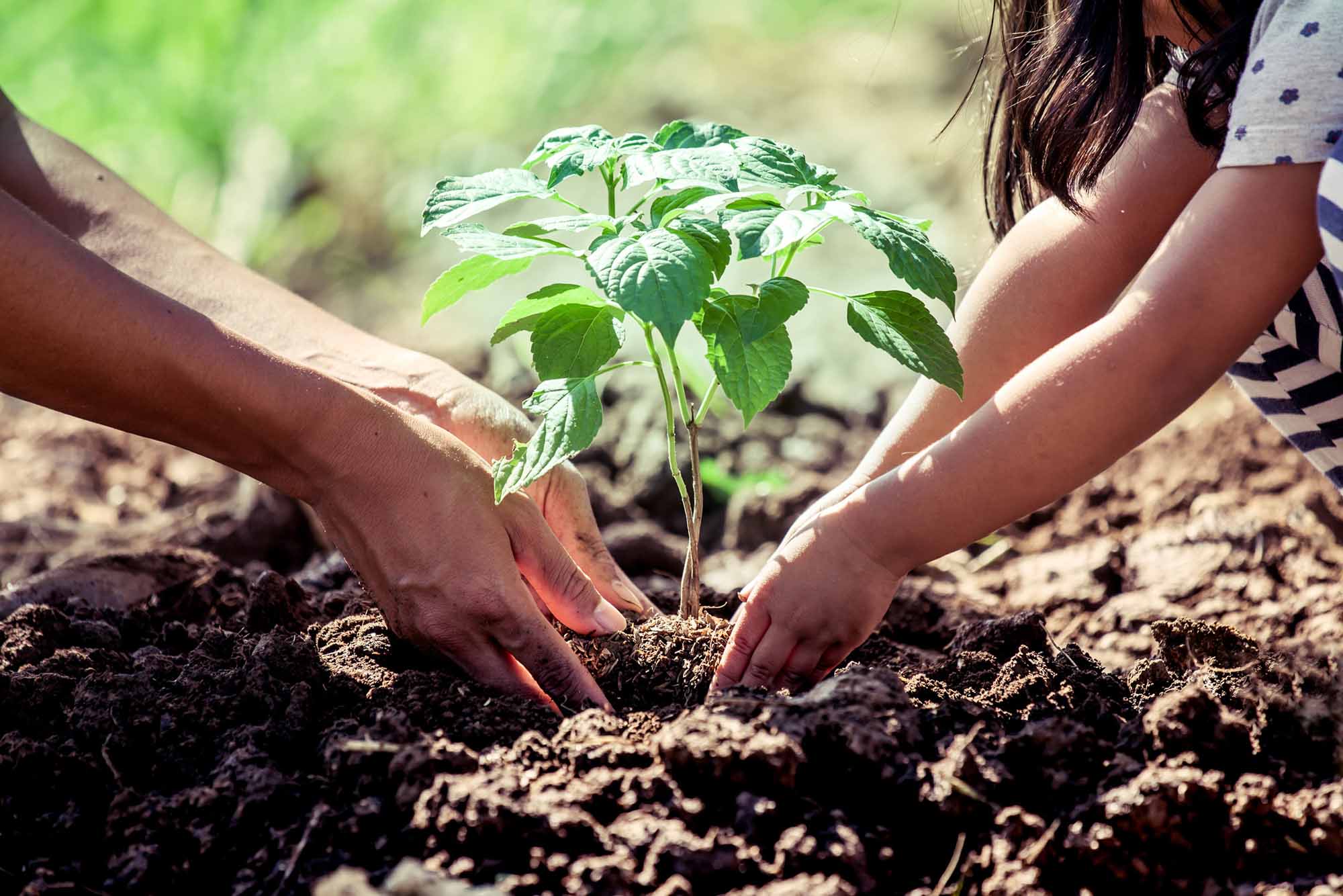 Young girl and adult planting a sapling into the dirt