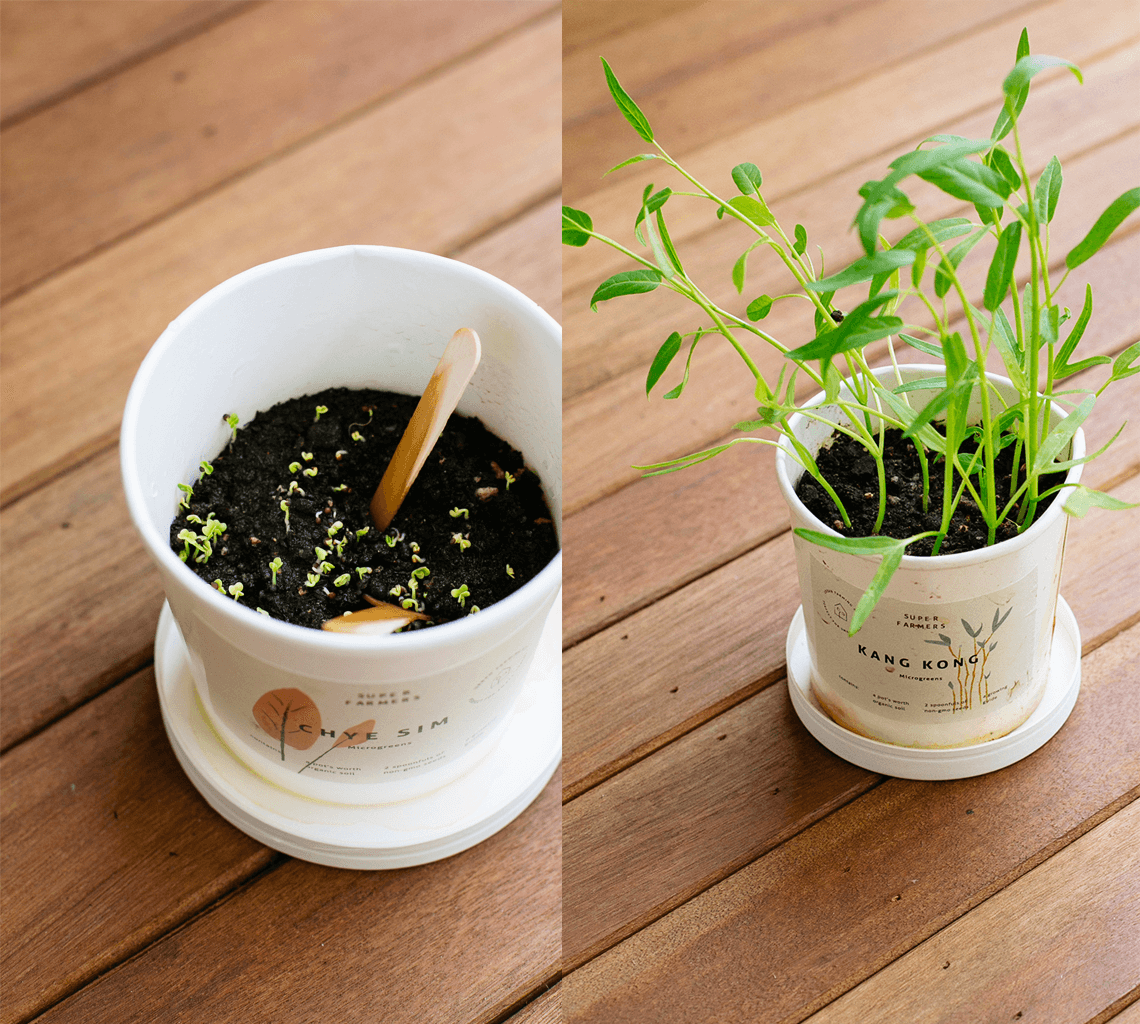 Grow your own Kang Kong. Left: This is how your Urban Farming Kit will look like after 3-4 days. Right: This is how your Kang Kong will look like after 2.5 weeks. You can actually start eating them from 10 days.