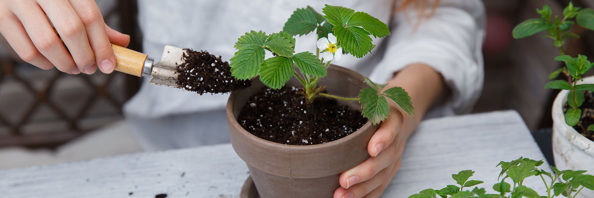 #LearnWithShopUOB: Beginner’s Guide to Home Gardening