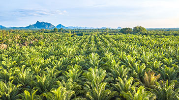 Agriculture (Palm Oil) Sector Policy