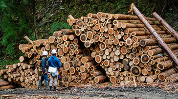 Forestry Sector Policy